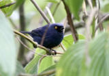 Golden-eyed Flowerpiercer