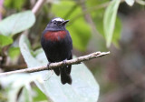 Maroon-chested Chat-Tyrant