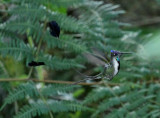 Marvelous Spatuletail