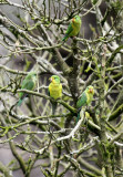 Mountain Parakeet