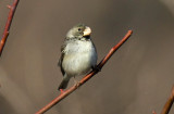 Parrot-billed Seedeater