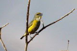 Purple-throated Euphonia