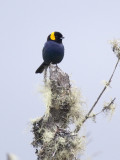 Yellow-scarfed Tanager