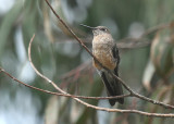 Giant Hummingbird