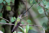 Sword-billed Hummingbird
