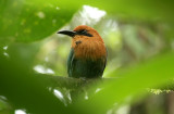 Broad-billed Motmot