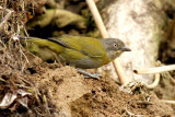 Common Bush-Tanager