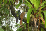 Masked Trogon