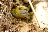 Common Bush-Tanager