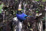 Golden-crowned Tanager