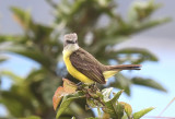 Gray-capped Flycatcher