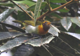 Guira Tanager