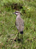 Southern Lapwing