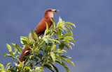 Squirrel Cuckoo