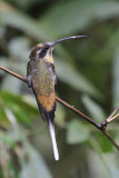 Tawny-bellied Hermit