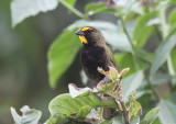 Yellow-faced Grassquit