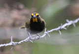 Yellow-faced Grassquit