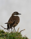 Stout-billed Cinclodes