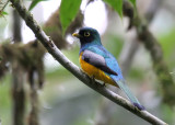 Black-throated Trogon