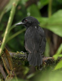 Stub-tailed Antbird