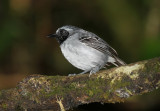 Black-faced Antbird