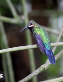 Black-throated Brilliant