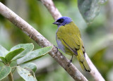 Blue-capped Tanager