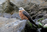 Cliff Flycatcher