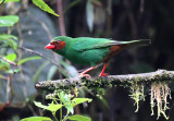 Grass-green Tanager