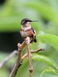 Purple-throated Woodstar