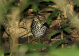 Short-tailed Antthrush