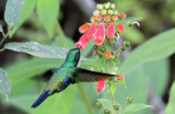 Violet-bellied Hummingbird