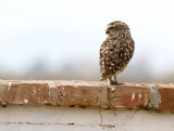 Burrowing Owl