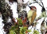 Golden-olive Woodpecker