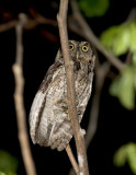 Peruvian Screech-Owl