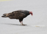 Turkey Vulture