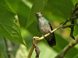 Blue-chested Hummingbird