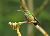 Purple-chested Hummingbird