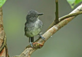 Spot-crowned Antvireo