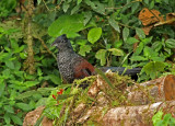 Banded Ground-Cuckoo