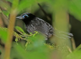Zelendons Antbird
