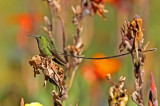 Black-tailed Trainbearer