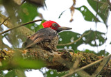 Guayaquil Woodpecker