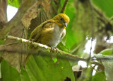 Yellow-throated Bush-Tanager