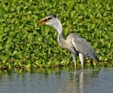 Cocoi Heron