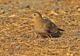 Ecuadorian Ground-Dove