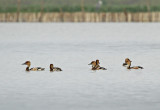 Fulvous Whistling-Duck