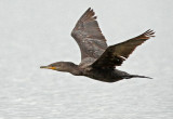 Neotropic Cormorant