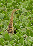 Pinnated Bittern