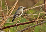 Short-tailed Field-Tyrant